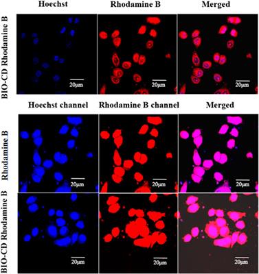 Self-Assembly System Based on Cyclodextrin for Targeted Delivery of Cannabidiol